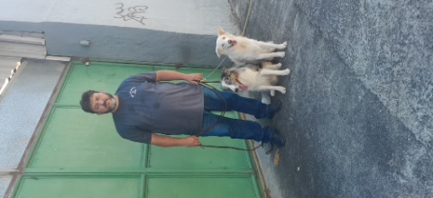 ADESTRADOR DE CÃES NOVA IGUAÇU RJ